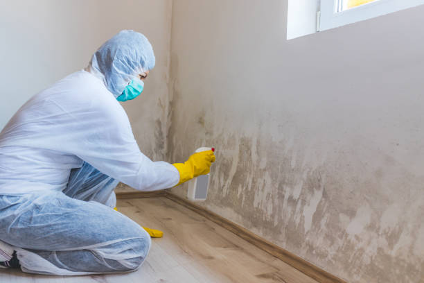 Licensed Mold Remediation service in Fayetteville, NY - 24 Hour Mold Removal